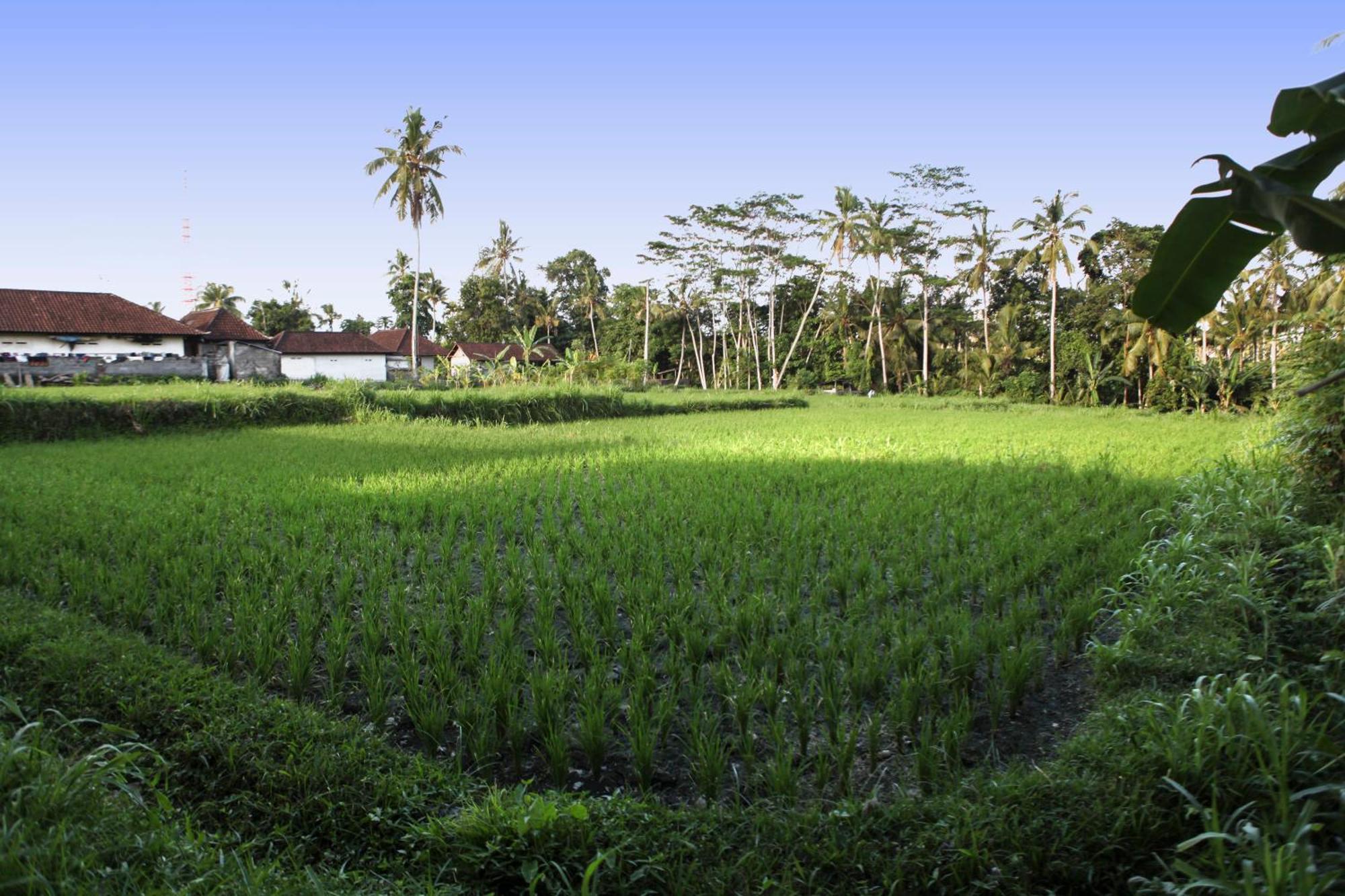 Bali Sunshine Séjour chez l'habitant *